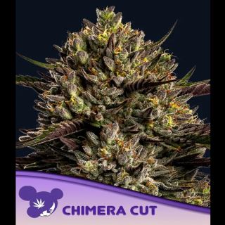 Chimera Cut  3 u. fem Anesia