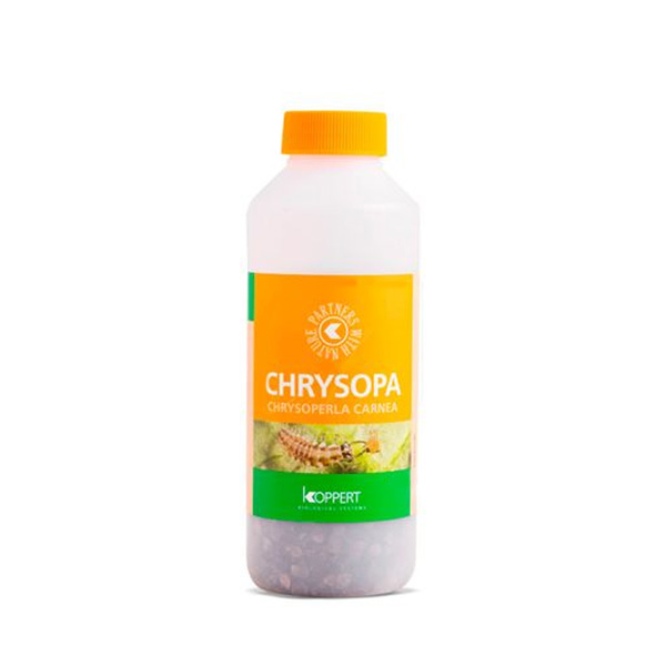 Chrysoperla Carnea 1.000 (Pulgon)