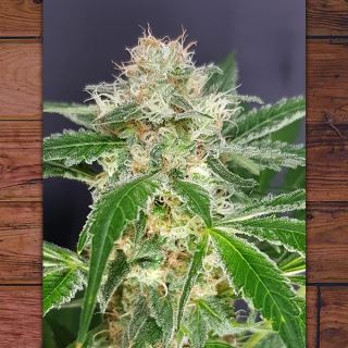 14341 - Country Girl 5 ud fem The Outlaw Seeds