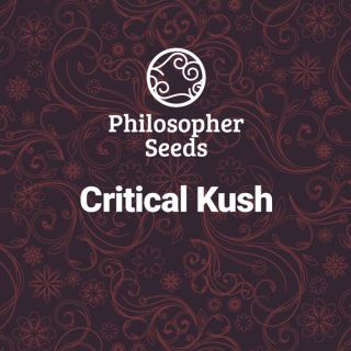 19741 - Critical Kush 5 u fem Philosopher