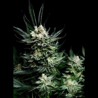 5506 - Critigal+ 1u fem. Absolute Cannabis Seeds