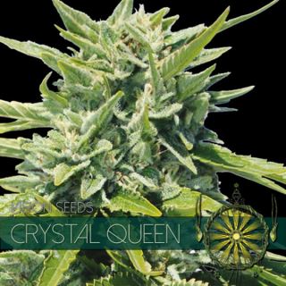 9217 - Crystal Queen 3+1 u. fem. Vision Seeds