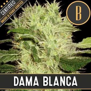 9172 - Dama Blanca 3 u. fem. Blimburn Seeds