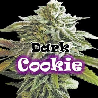 15455 - Dark Cookie 2 u. fem. Dr Underground