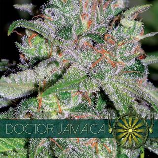 9219 - Doctor Jamaica 3+1 u. fem. Vision Seeds