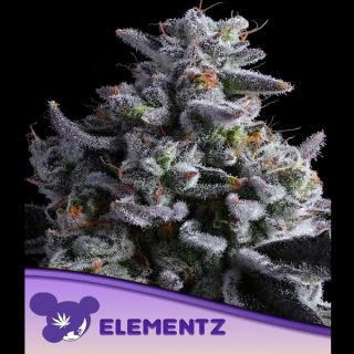 Elementz  5 u. fem Anesia