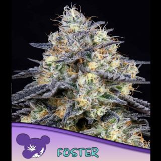 Foster  3 u. fem Anesia