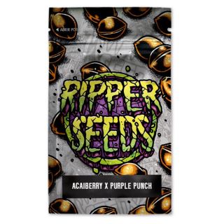 21950 - Gelato Acai Berry x Purple Punch 3 u. fem. Ed. Lim. Ripper Seeds