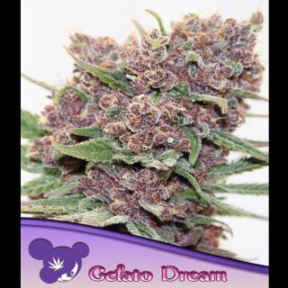 Gelato Dream  5 u. fem Anesia