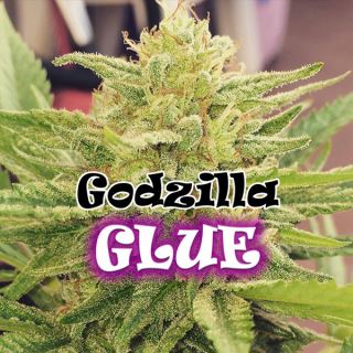 8279 - Godzilla Glue  2 u. fem. Dr Underground