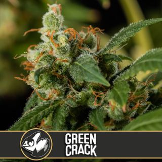 9153 - Green Crack 3 u. fem. Blimburn Seeds