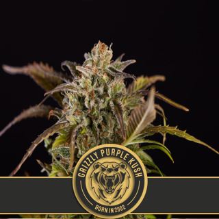 9134 - Grizzly Purple Kush 3 u. fem. Blimburn Seeds