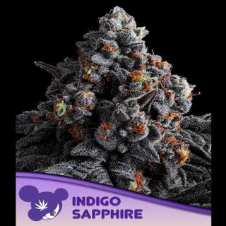 Indigo Sapphire  5 u. fem Anesia