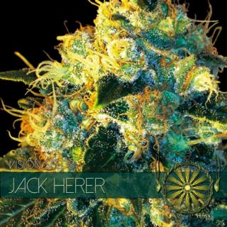 9220 - Jack Herer 3 sem. u. Vision Seeds