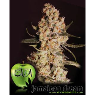 3966 - Jamaican Dream 3+1 u. fem. Eva Seeds