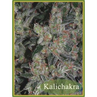 KAL - Kalichakra 10 u. reg. Mandala Seeds