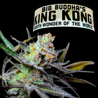 5964 - King Kong  5 u. fem. Big Buddha Seeds