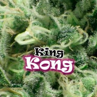 6499 - King Kong 25 u. fem. Dr Underground