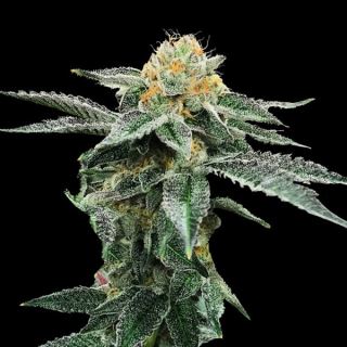 Kosher Cookies  5 u. fem. DNA Genetics