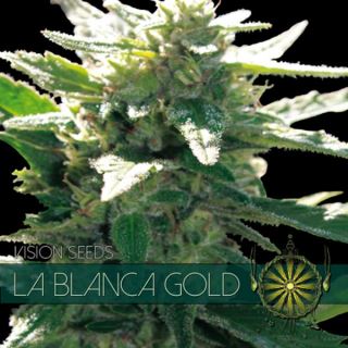 9221 - La Blanca Gold 3 u. fem. Vision Seeds