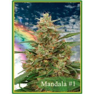 MND - Mandala #1 - 10 u. reg. Mandala Seeds