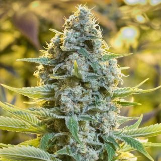 15615 - Moby Dick  3 ud Silent Seeds