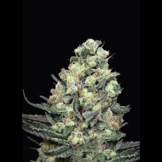 5507 - Nordés 1u fem. Absolute Cannabis Seeds