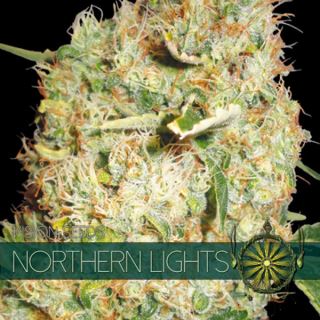 9225 - Northern Lights 3 u. fem. Vision Seeds