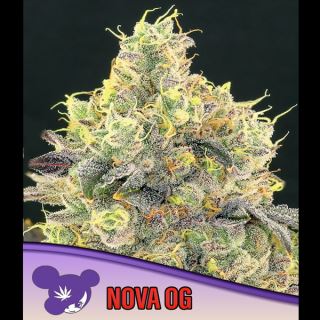 Nova OG 10 u. fem Anesia