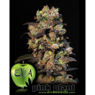 3967 - Pink Plant 3+1 u. fem. Eva Seeds AGOTADA EN ORIGEN