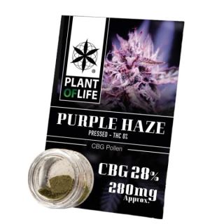 17751 - Polen CBG 28% Purple Haze Plant of Life
