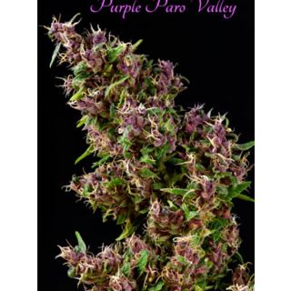 PPV6 - Purple Paro Valley 6 sem. fem. Mandala Seeds