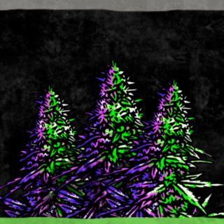 10470 - Purple Punch x Purple Punch 3 u. fem. Ed. Lim. Ripper Seeds