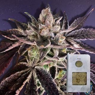 23414 - Runtz Mattazz  2 u. fem. 710 Limited Pack T.H. Seeds.