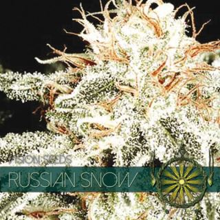 9228 - Russian Snow 3+1 u. fem. Vision Seeds