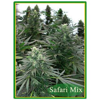 SFM - Safari Mix 20 u. reg. Mandala Seeds