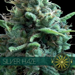 9229 - Silver Haze 3 u. fem. Vision Seeds