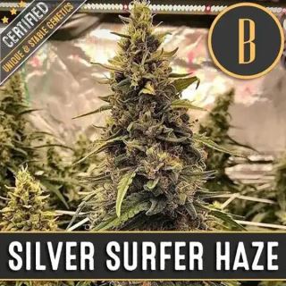 9165 - Silver Surfer Haze 3 u. fem. Blimburn Seeds