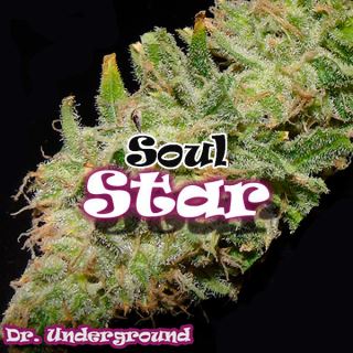 7018 - Soul Star 4 u. fem. Dr Underground