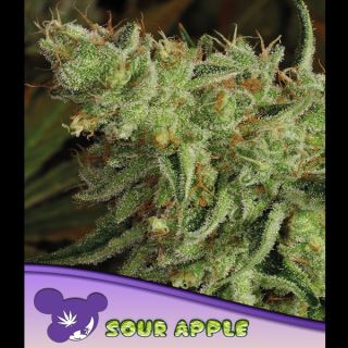 Sour Apple 10 u. fem Anesia