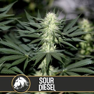 9154 - Sour Diesel 3 u. fem. Blimburn Seeds