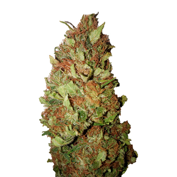 sour-tsunami-0-4-22-3-u-fem-cbd-buds