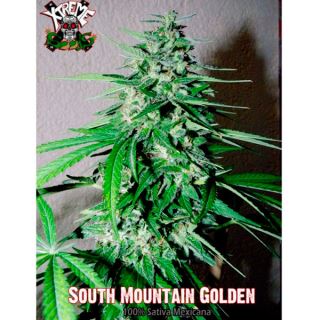 5495 - South Mountain Golden 3 u. fem. Xtreme Seeds