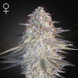 23603 - Super Lemon Haze x Pink Candy  1 u. fem. Green House