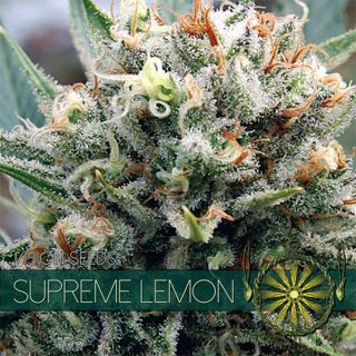 9231 - Supreme Lemon 3+1 u. fem. Vision Seeds
