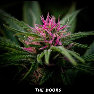 TD15 - The Doors (NL5/HZ x HZ (AC)) 15 u. reg. Mr. Nice Ed. Limitada