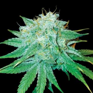 The Stinking Rose  5 u. fem. DNA Genetics