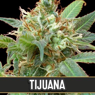 9166 - Tijuana 3 u. fem. Blimburn Seeds