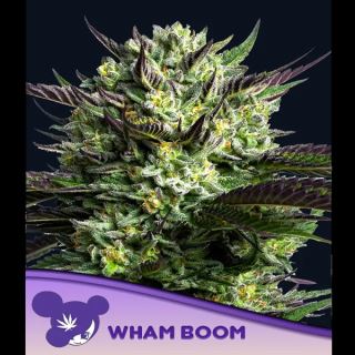 WHAM BOOM  3 u. fem Anesia