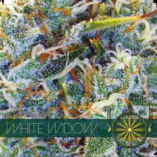 9237 - White Widow 3 u. fem. Vision Seeds